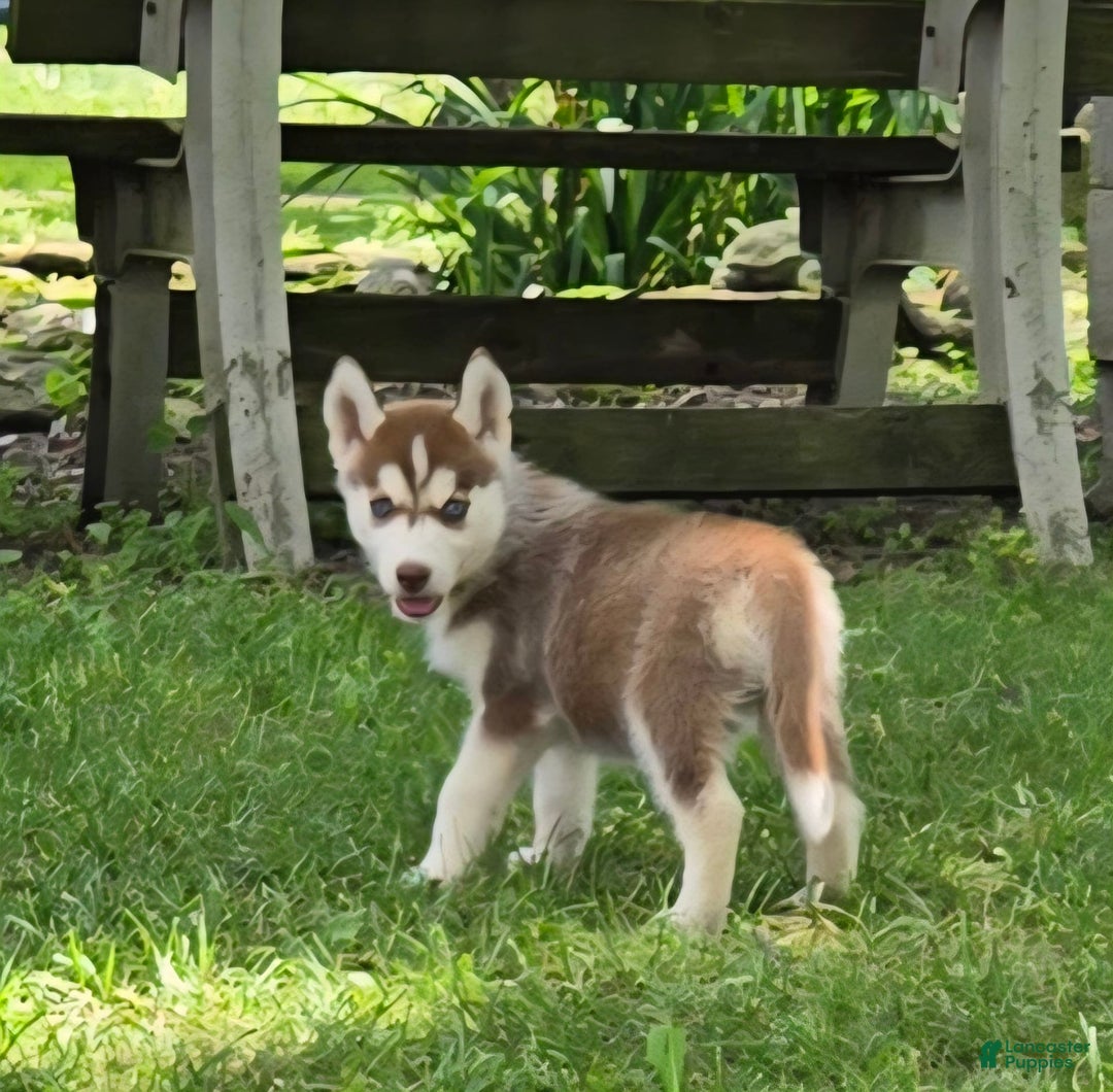 Siberian Husky dogs for sale: Jubilee - Image 4