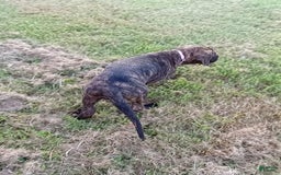 English Mastiff dogs for sale: Purple/ Ivory Girl 💜 - Image 3