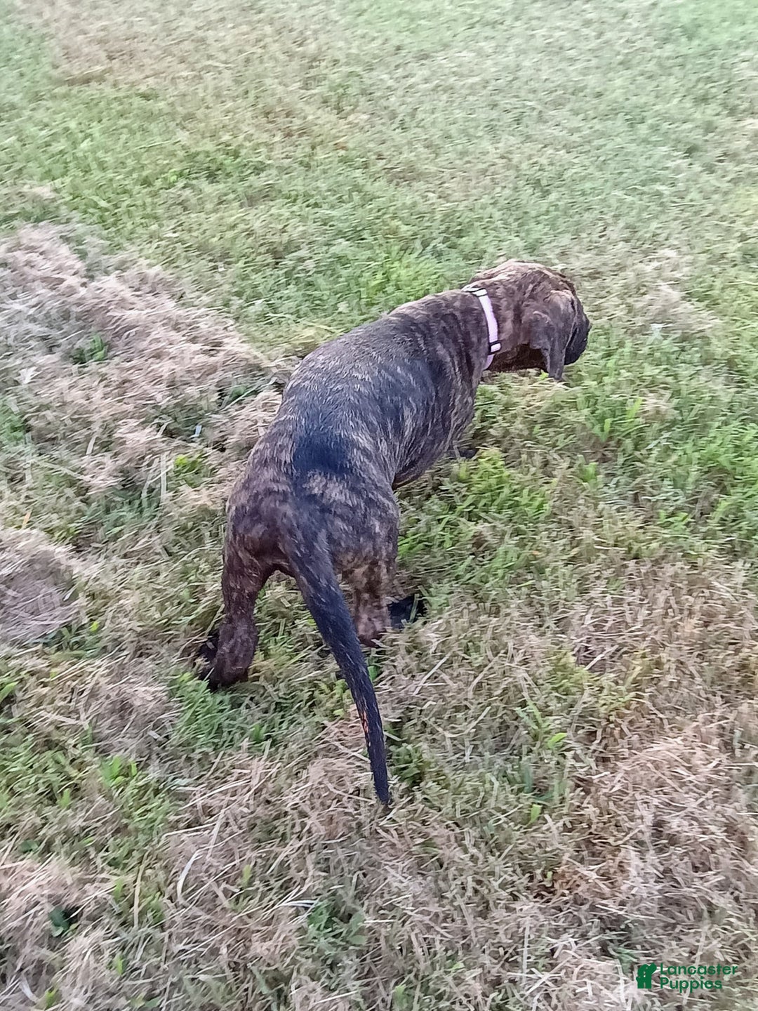 English Mastiff dogs for sale: Purple/ Ivory Girl 💜 - Image 3