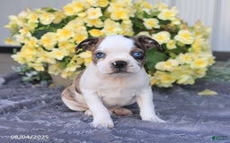 Boston Terrier dogs for sale: Hunter - Image 2