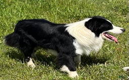 American Bully dogs for sale: Cocoa - Image 6