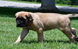 English Mastiff dogs for sale: Vada - Image 7