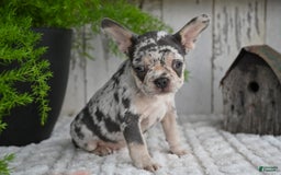 French Bulldog dogs for sale: French Bulldog 8 puppies - Image 6