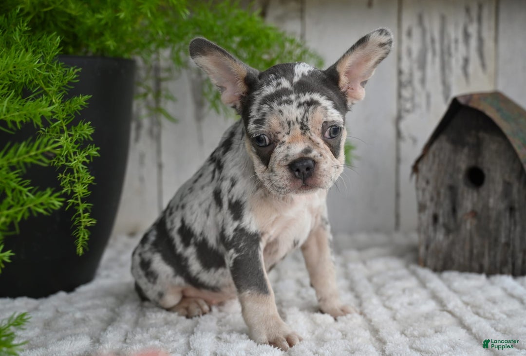 French Bulldog dogs for sale: French Bulldog 8 puppies - Image 6