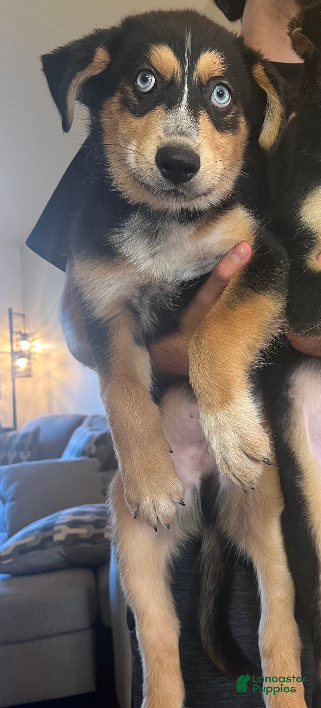 Siberian Husky dogs for sale: Pitsky - Image 1