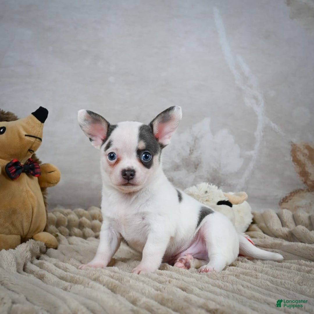 Chihuahua dogs for sale: Timon - Image 9