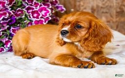 Cavalier King Charles Spaniel dogs for sale: Oliver - Image 12