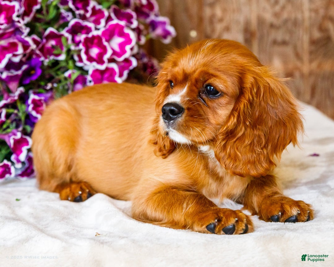 Cavalier King Charles Spaniel dogs for sale: Oliver - Image 12