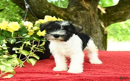 Miniature Schnauzer dogs for sale: Pal - Image 3