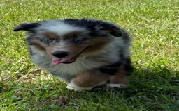Miniature Australian Shepherd dogs for sale: F-purple - Image 6