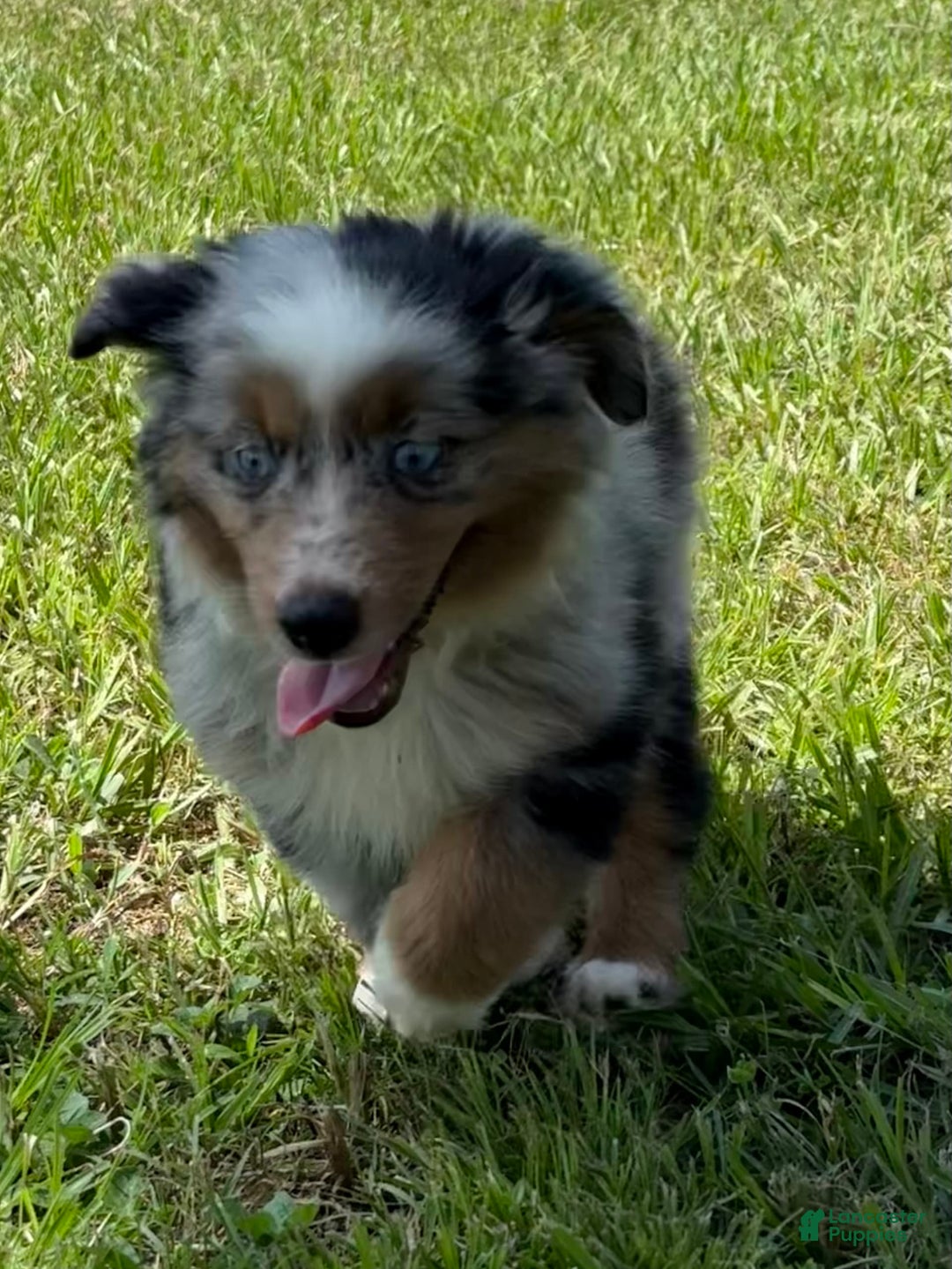 Miniature Australian Shepherd dogs for sale: F-purple - Image 6