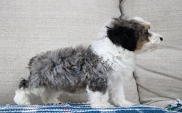 Mini Bernedoodle dogs for sale: Luke - Image 2