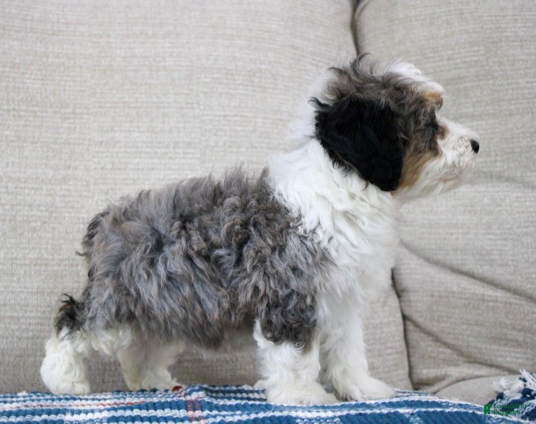 Mini Bernedoodle dogs for sale: Luke - Image 2