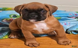 Boxer dogs for sale: Lilly European - Listing for pets: Beautiful European Health Tested Parents, Brady European Boxer health tested, Cream De Coco, Lilly European - Image 7