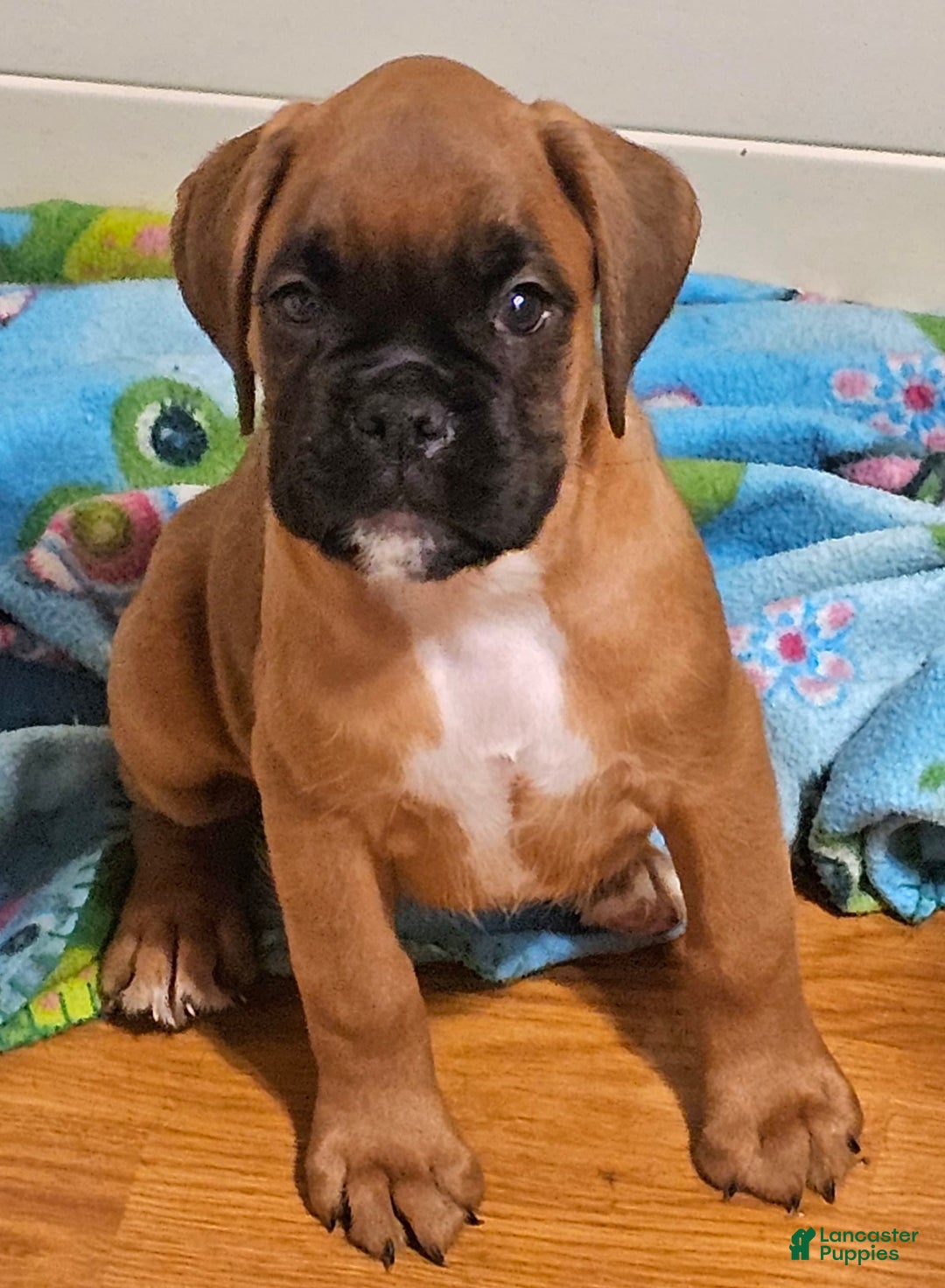 Boxer dogs for sale: Lilly European - Listing for pets: Beautiful European Health Tested Parents, Brady European Boxer health tested, Cream De Coco, Lilly European - Image 7