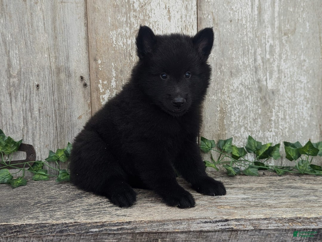 categoriesInfo:categoryAttributeOptions.pets.dogs.breed.belgianGroenendael dogs for sale: Onyx - Image 4