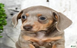Miniature Dachshund dogs for sale: Lisa - Image 6