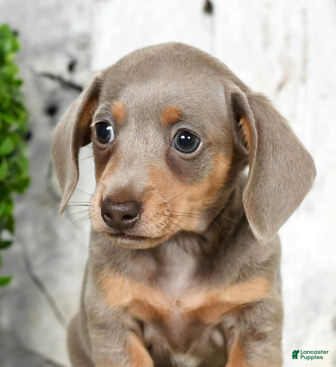 Miniature Dachshund dogs for sale: Lisa - Image 6