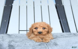 Mini Goldendoodle dogs for sale: Aurora - Image 17