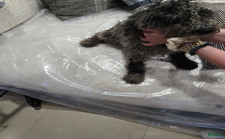 Goldendoodle dogs for sale - Ad 3