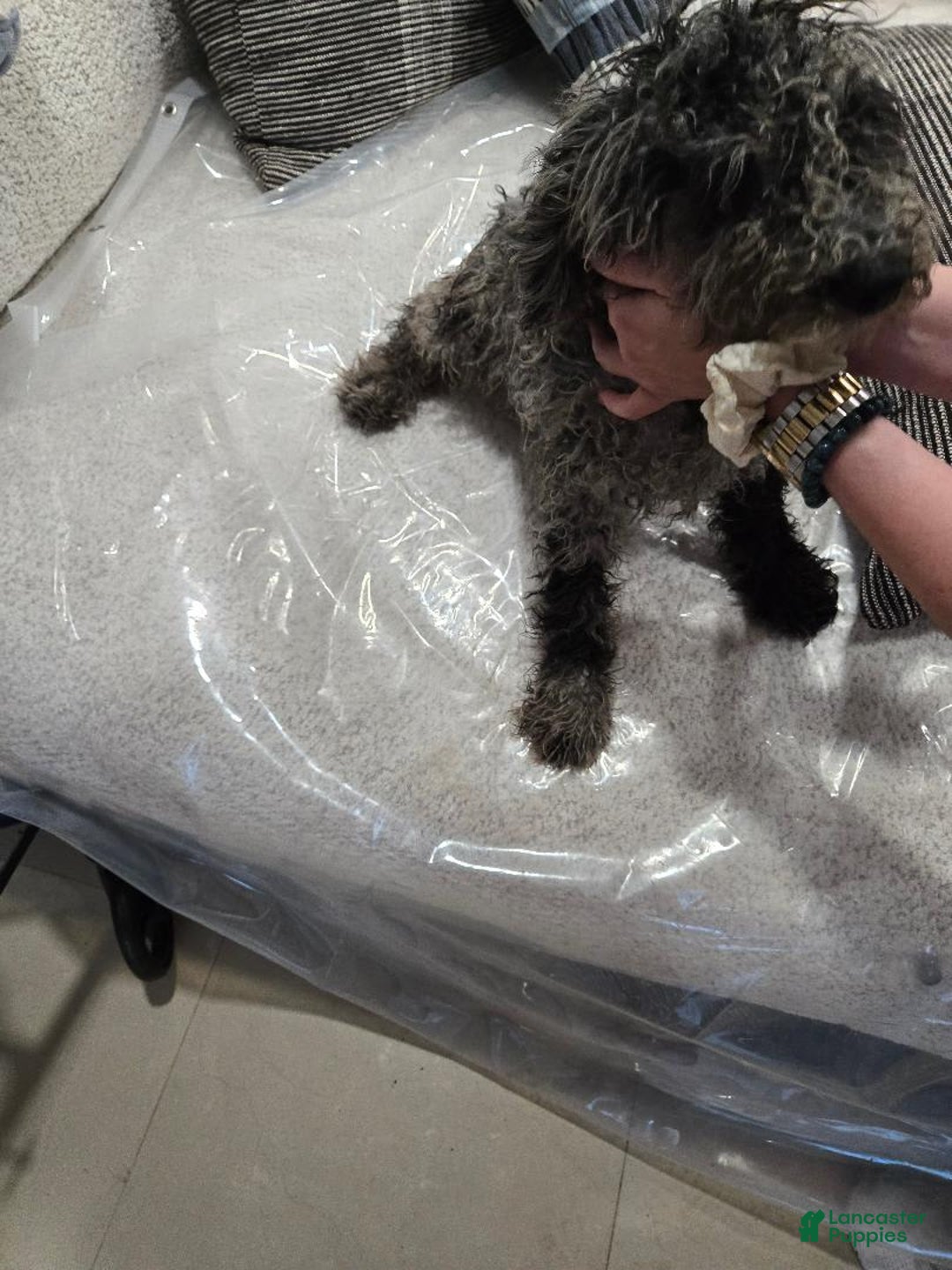 Goldendoodle dogs for sale: Leo - Image 1