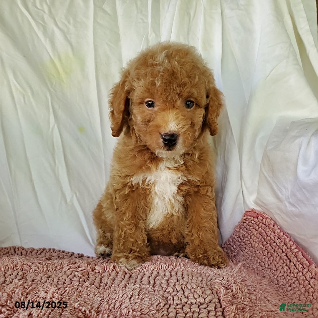 Mini Goldendoodle dogs for sale: Candie - Image 2