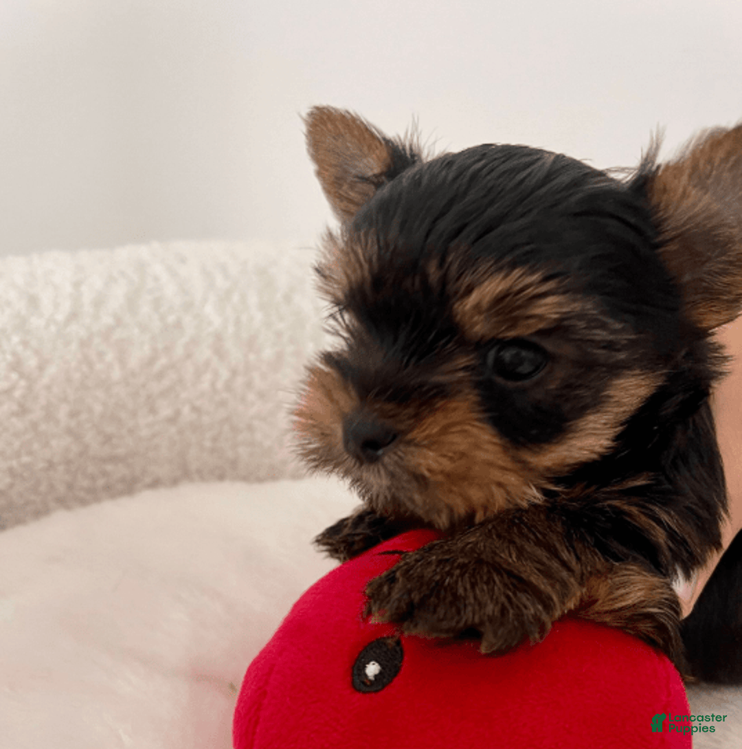 Yorkshire Terrier dogs for sale: Peach - Image 2