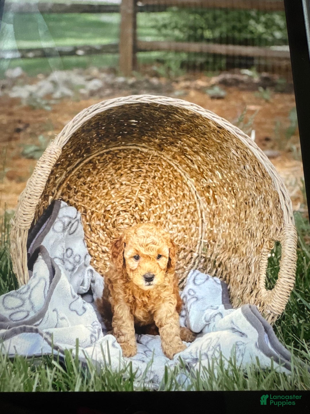 Mini Goldendoodle dogs for sale: Carter - Image 1