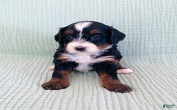 Bernedoodle dogs for sale: Anika - Image 2