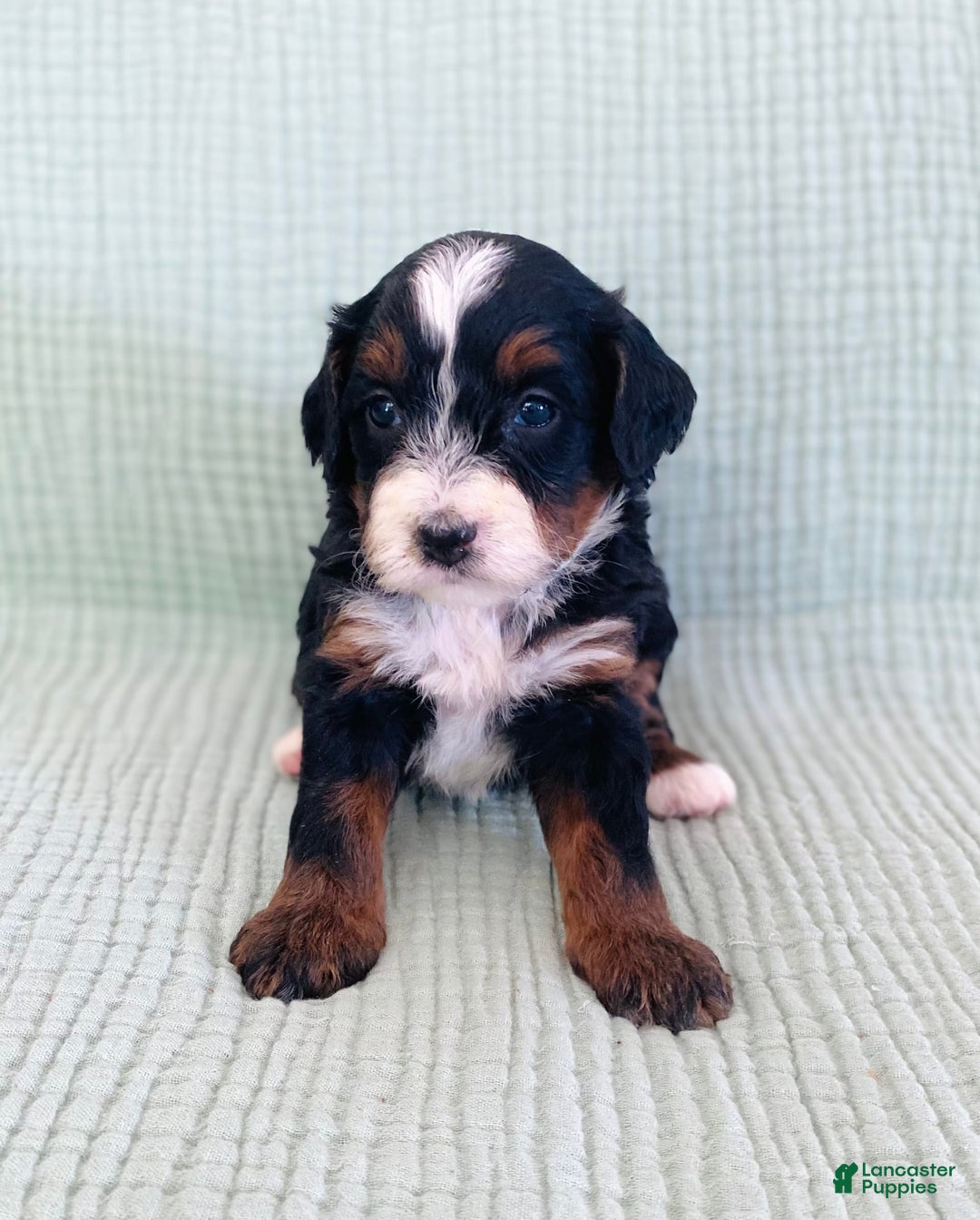 Bernedoodle dogs for sale: Anika - Image 2