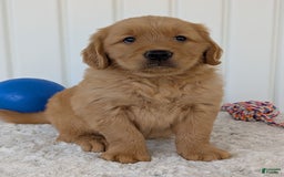 Golden Retriever dogs for sale: Brady - Image 8