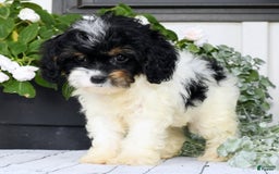 Cavapoo dogs for sale: Brittany - Image 5