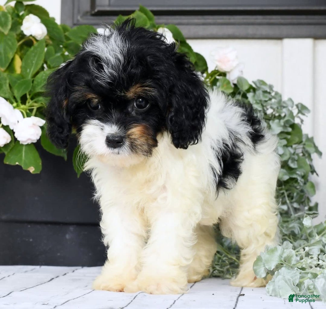 Cavapoo dogs for sale: Brittany - Image 5