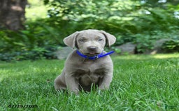 Labrador Retriever dogs for sale: Mickey - Image 1