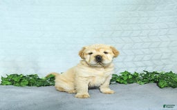 Mini Hippo dogs for sale: Brinley - Image 4