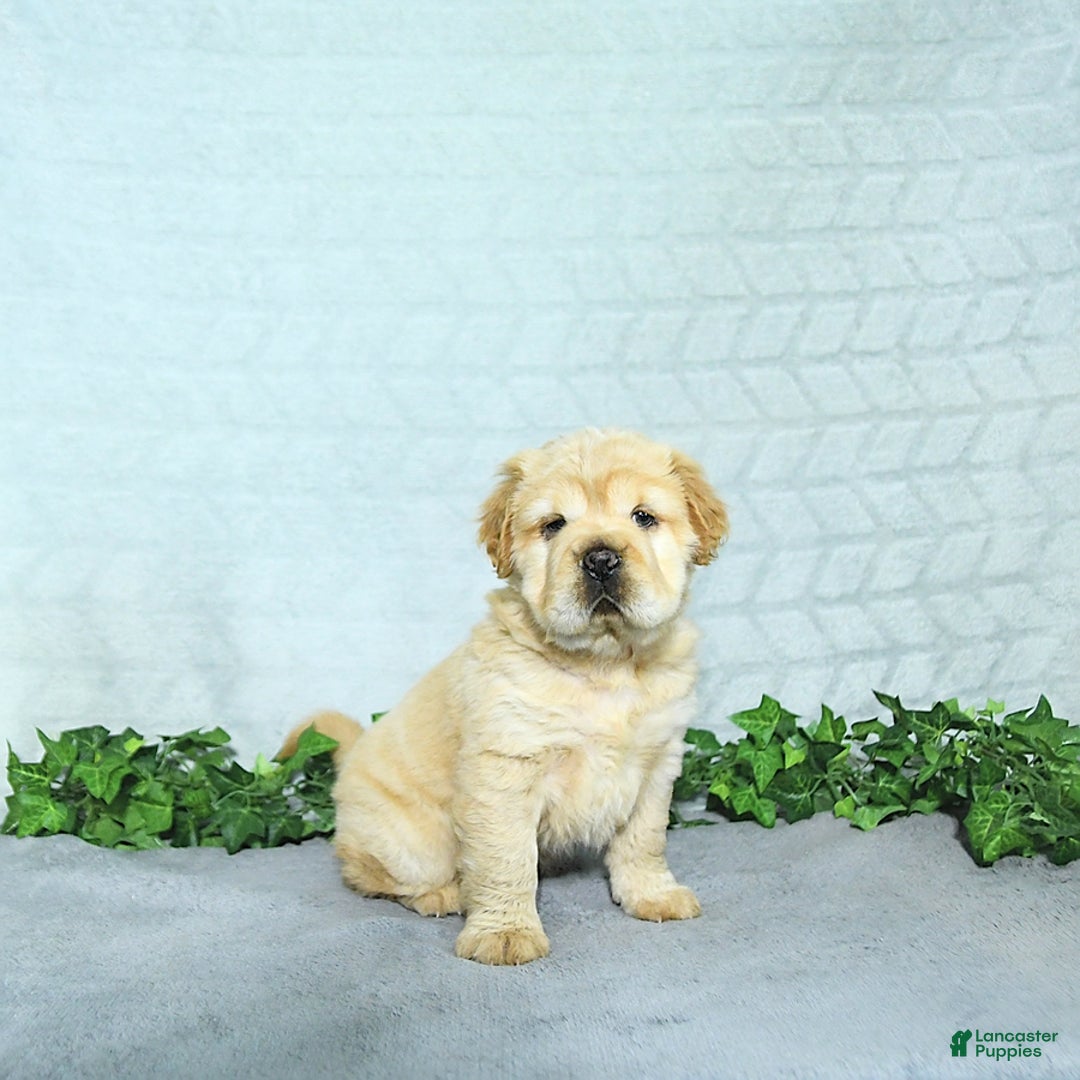 Mini Hippo dogs for sale: Brinley - Image 4