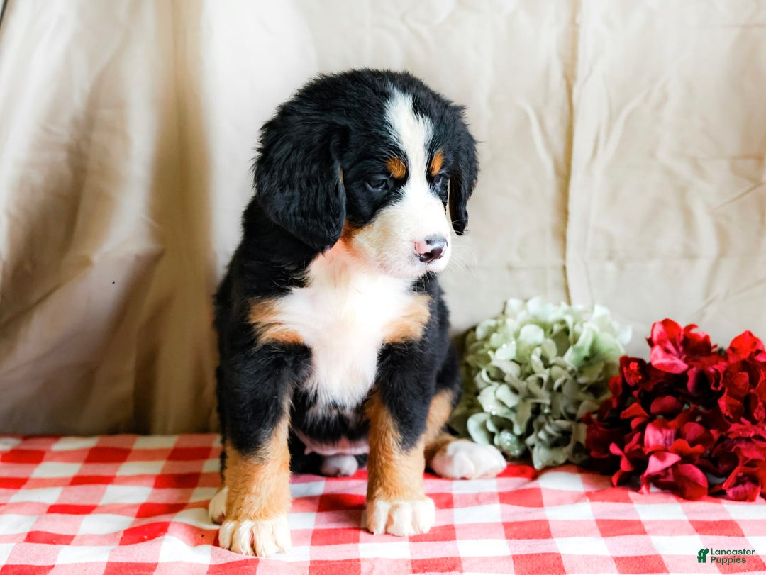 Bernese Mountain Dog dogs for sale: Lily - Image 3