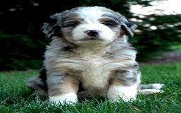 Bernedoodle dogs for sale: Sparky - Image 3