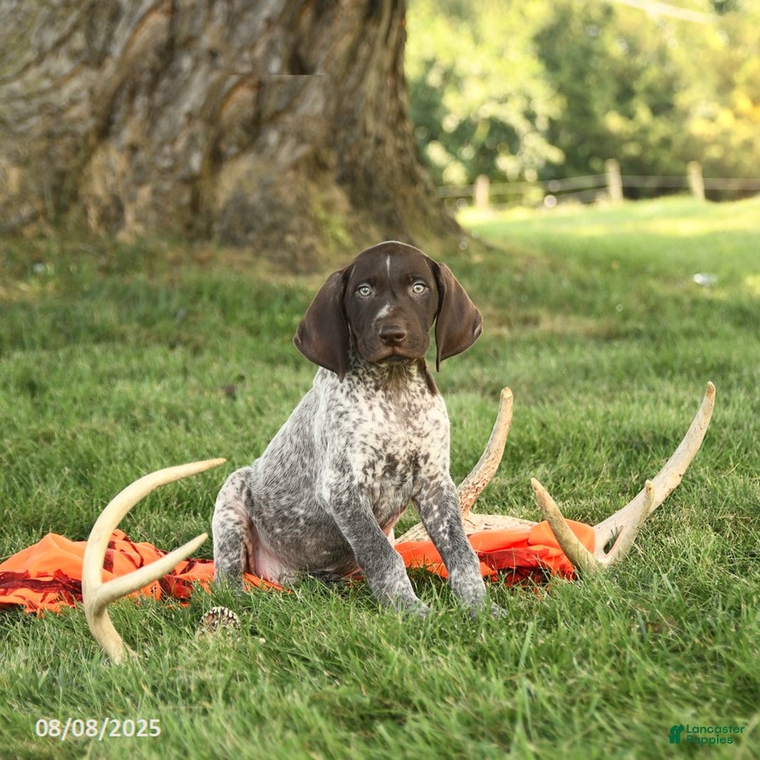 German Shorthaired Pointer dogs for sale: Barty AKC - Image 3