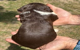 English Springer Spaniel dogs for sale: Male 1 - Image 1
