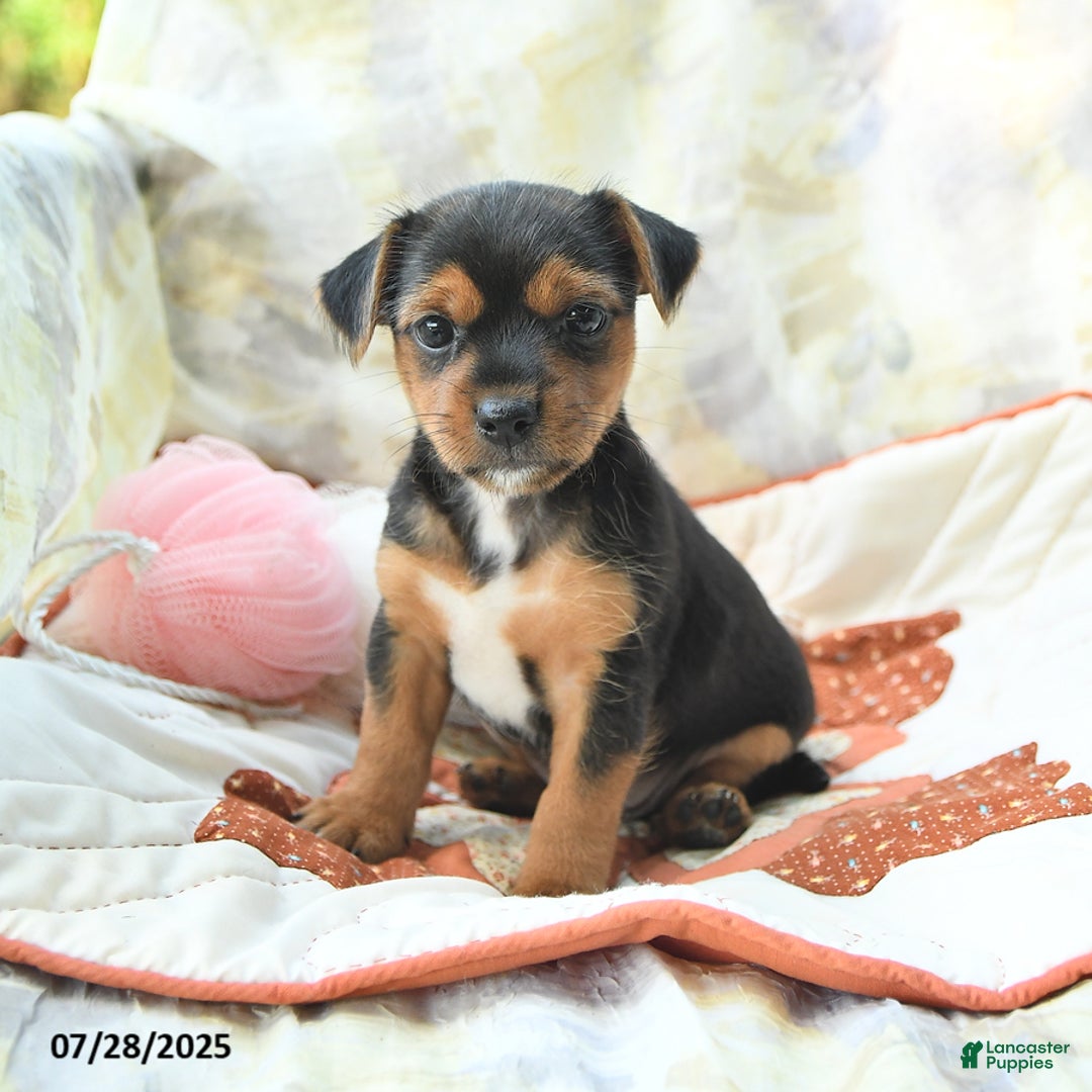 Yorkshire Terrier dogs for sale: Yorkshire Terrier 6 puppies - Image 16