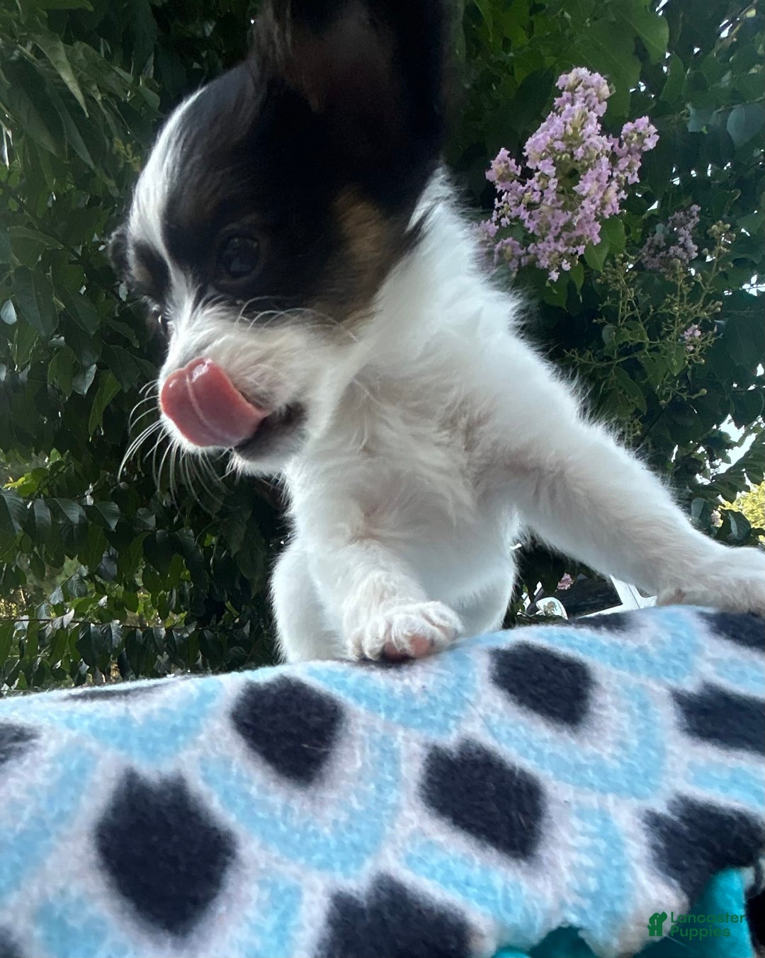 Papillon dogs for sale: Female Puppy 1 - Image 12