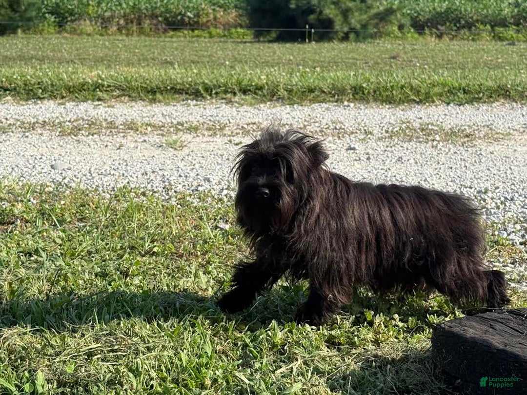 Miniature Schnauzer dogs for sale: Tammy - Image 2