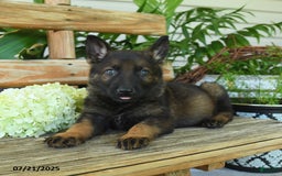 German Shepherd dogs for sale: German Shepherd 10 puppies - Image 1