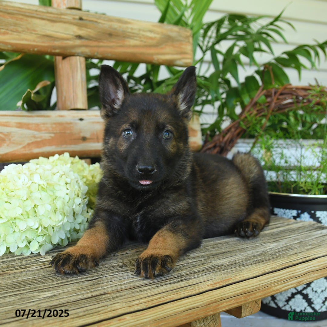 German Shepherd dogs for sale: German Shepherd 10 puppies - Image 1