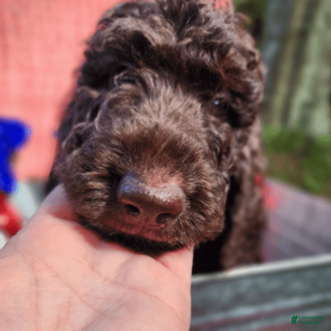 Goldendoodle dogs for sale: Dutch - Image 6