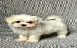 Maltese dogs for sale: Freddy - Image 3