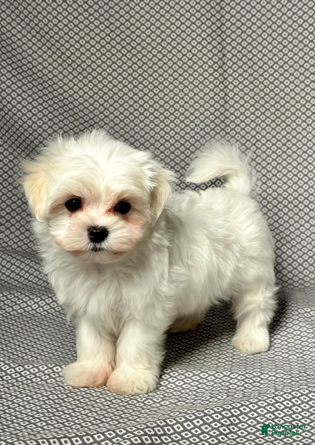 Maltese dogs for sale: Freddy - Image 3