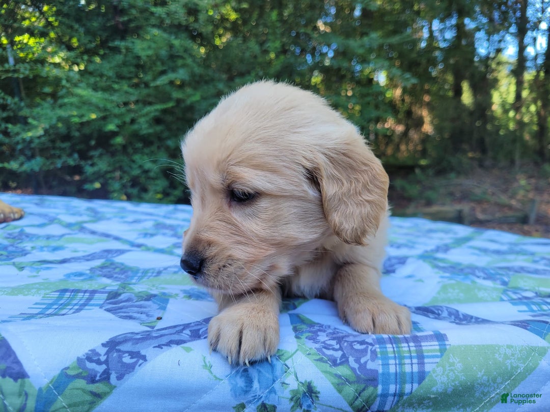Golden Retriever dogs for sale: SHELLY - Image 2