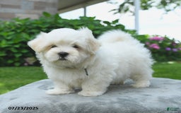 Maltese dogs for sale: Louie - Image 4